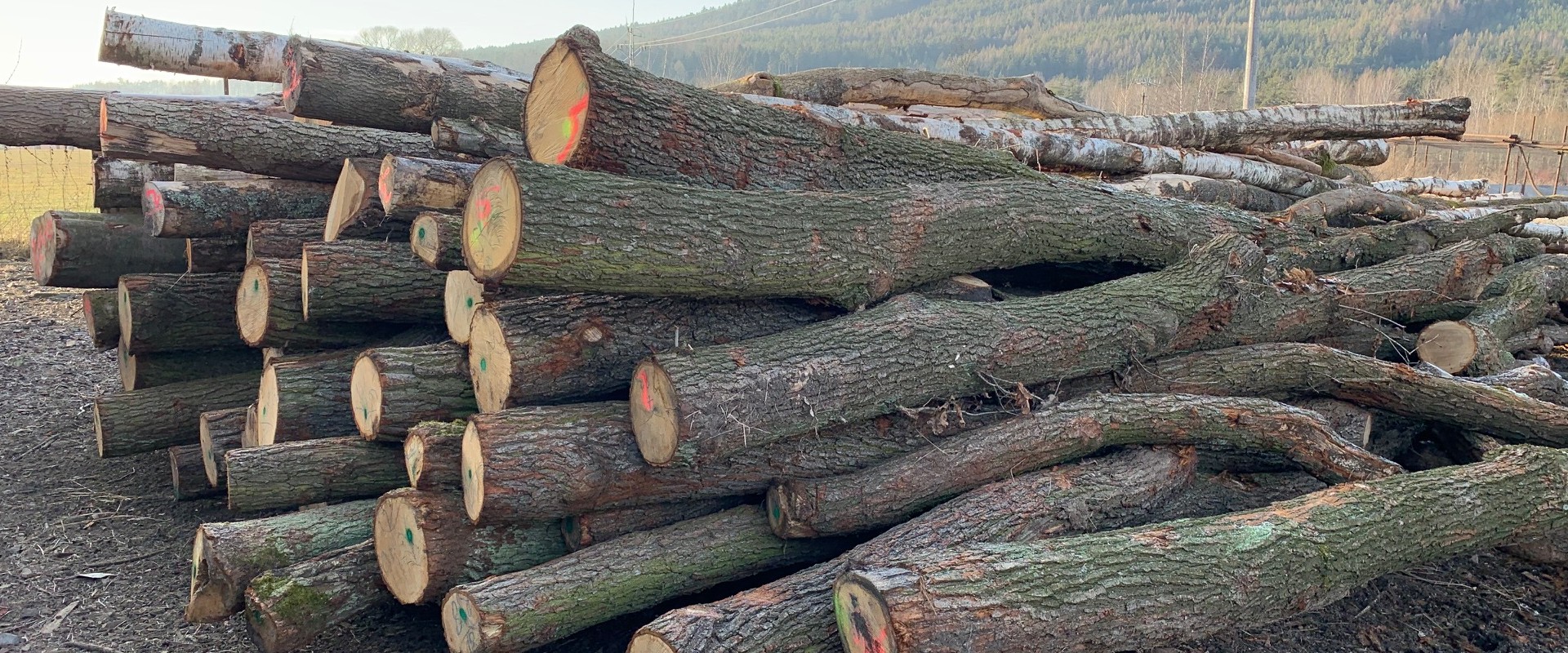 Dřevo 2